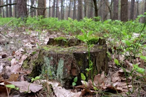 Pień