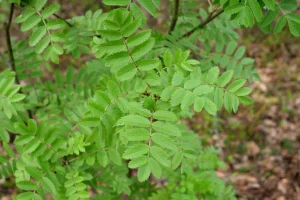 Liście